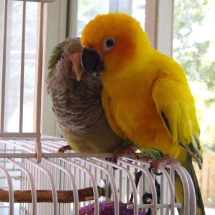 Zini the Sun Coure and Willy the Quaker Parrot