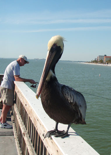 Curious local resident at the pier at Fort Myers Beach