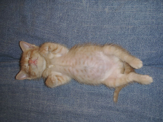 Kitten, a week later