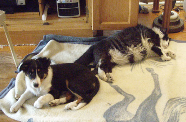 Peter the Border Collie Mix and Fluffy the Cat King of the House